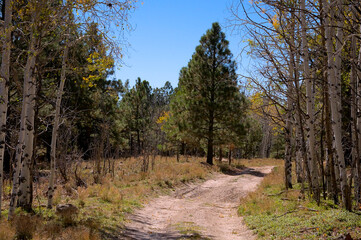 SantaFe National Forest Dirt Road.