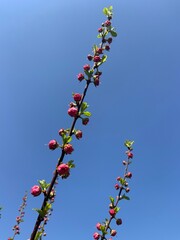 Sakura, Sakura branch, pink bottoms  on a branch, blue background, copy space 