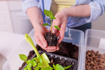close-up in the hands of a woman plant sprout