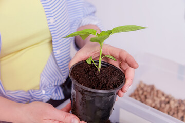 close-up of a pepper sprout in a planting pot