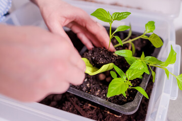 close-up of pepper seedlings in a pot with soil