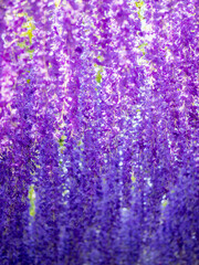 The curtain of Purple violet orchid.