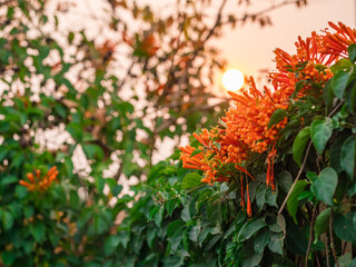Bunches of of orange flower with morning sun.