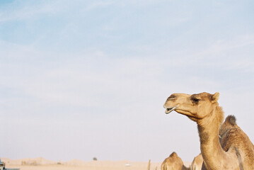 close up of camel head and neck on sunny day in the desert
