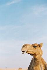 Obraz premium close up of camel head and neck on sunny day in the desert