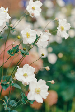 White Flowers Close Up In A Garden