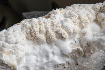 Hericium erinaceus medicinal mushroom nootropic. Fruiting bodies © Cavan