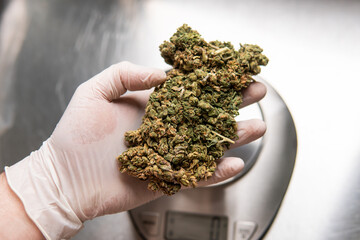 pressed marijuana buds on metal scales. Legalization of the recr