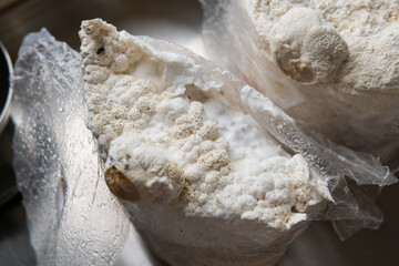 Hericium erinaceus is a medicinal mushroom for mental health. Me