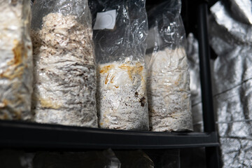 growing mushrooms in plastic bags. Cultivation of exotic mushroo