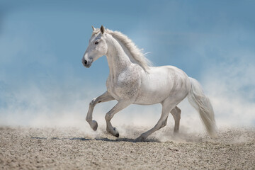 Fototapeta na wymiar White stallion free run