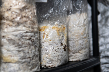 growing mushrooms in plastic bags. Cultivation of medicinal mush