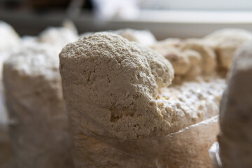 Hericium erinaceus medicinal mushroom nootropic. Fruiting bodies