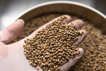 
hemp seeds. Medicinal properties of marijuana seeds
