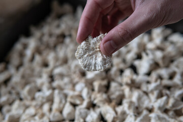 Hericium erinaceus is a popular mushroom nootropic. Medical mush © Cavan