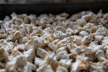 Hericium erinaceus medicinal mushroom nootropic. Fruiting bodies