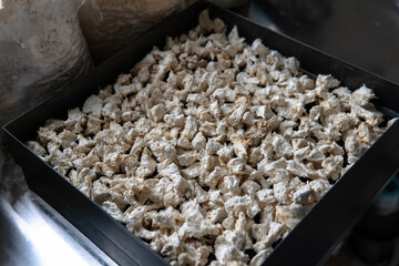 Hericium erinaceus is a medicinal mushroom for mental health. Me © Cavan