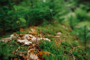 forest