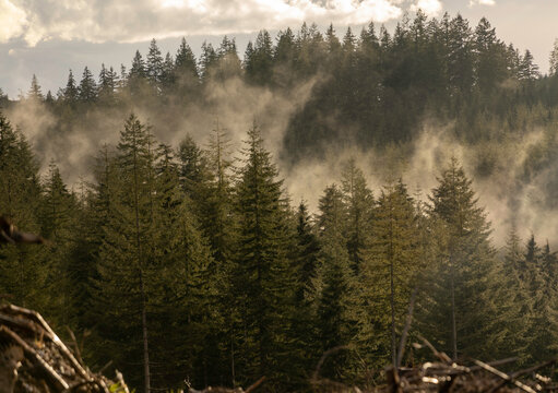 fog in the forest