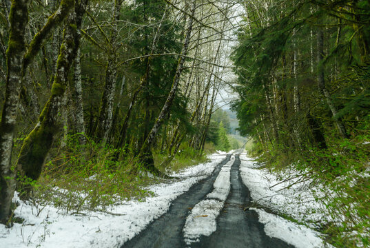 Snowy road n the Spring woods