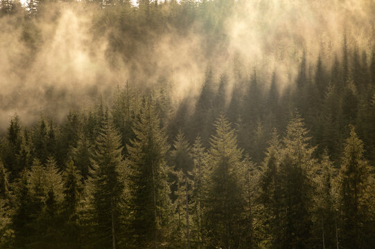 mist in the forest
