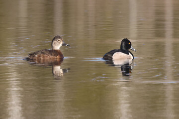 Ring necked duck breeding pair on quiet marsh water on bright spring morning