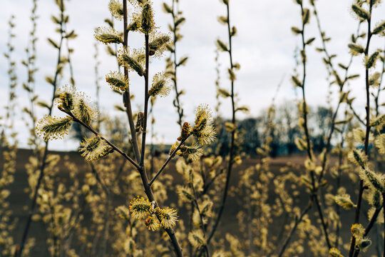 goslings of salix caprea by a field in spring