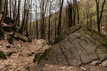 Large stones near path and dry leaves in mountain forest.
