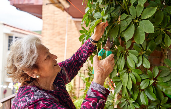 Happy senior woman working green plants in garden