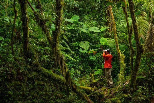 Birdwatcher in the cloud forest looking for birds , Panama
