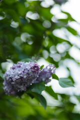 Blooming lilac bush with purple flowers. Spring branch of violet lilac blossoming. Copy space