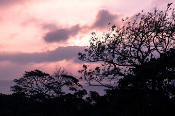 Fototapeta premium sunrise in the forest