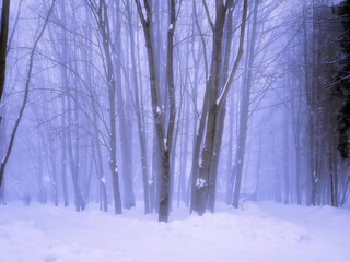 Beautiful winter fog in a snowy forest. The trees are covered with frost. Cold morning in the fairy woods.