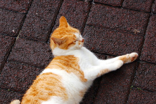 red cat lies on a brick floor
