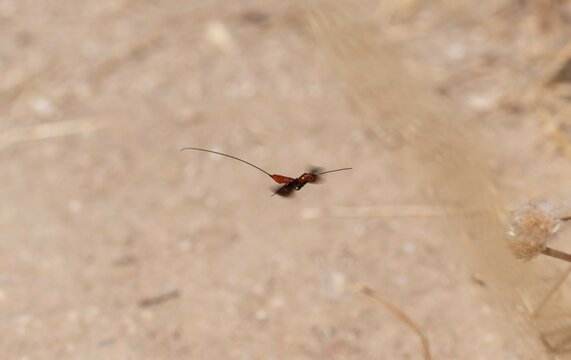 Ichneumonidae sp. Avispa parasitoide. Avispa naranja con ovopositor muy largo volando.