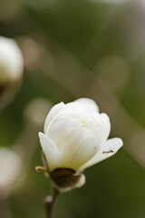 Beautiful spring magnolia on a branch. Blooming flower of white magnolia tree on a blurred background. Copy space
