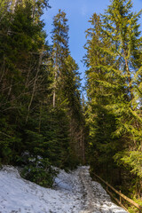 Pathway with snow near evergreen trees with sunlight in forest.