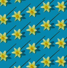 Daffodils pattern. Flowers yellow nacissus on blue background. White and yellow daffodil flower. Floral concept.