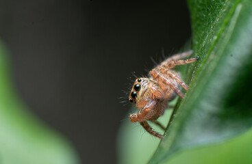 Extreme macro closeups of insects