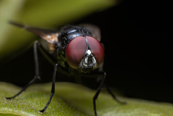 Extreme macro closeups of insects
