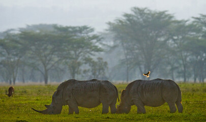Naklejka premium Two backlit rhinos graze in Nakuru National Park with a beautiful background.