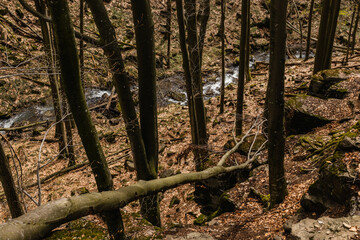 High angle view of trees and stones near mountain creek in forest.