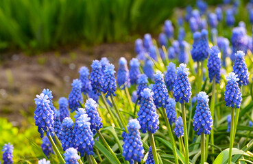 Blue muscari  grape hyacinth flowers. Muscari armeniacum in the garden.Spring floral background for design with copy space.Selective focus. - obrazy, fototapety, plakaty