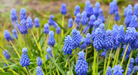 Blue Grape hyacinth flowers.Muscari armeniacum in the garden.Spring floral background for design with copy space.Selective focus.