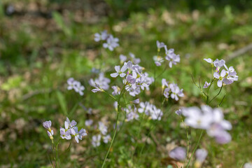 Group of cuckoo flowers Cardamine pratensis) on a meadow.