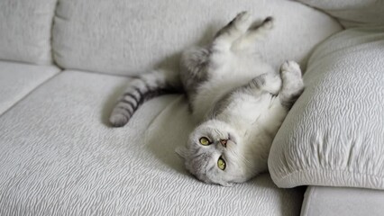 a beautiful Scottish fold gray cat lies belly up on the sofa, paws up. funny cat