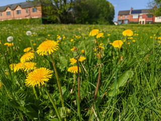 dandelions in the grass