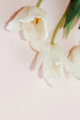 Bouquet of white tulips on colored paper background.