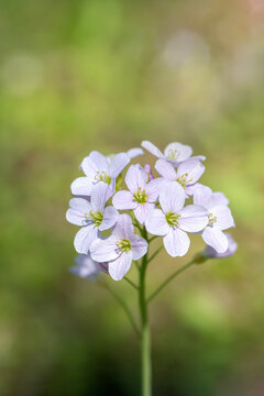 A cuckoo flower on natural green background (Cardamine pratensis).