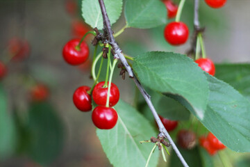 Cherry berries close-up. - 501770188